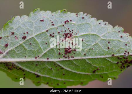 Ruggine rossa di frutta di pietra, frutta di pietra di ruggine o ruggine di susina. Una malattia fungina di prugna causata da Tranzschelia pruni-spinosae o T. scoloror. Foto Stock