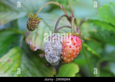 Muffa grigia (Botrytis cinerea) frutta di fragola deputrita. Foto Stock