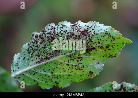 Ruggine rossa di frutta di pietra, frutta di pietra di ruggine o ruggine di susina. Una malattia fungina di prugna causata da Tranzschelia pruni-spinosae o T. scoloror. Foto Stock