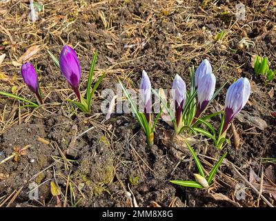 Prato primaverile prima fioritura montagna croci viola fili verdi di erba prato di zafferano primo piano. Petali aperti fiori viola con stami gialli Foto Stock