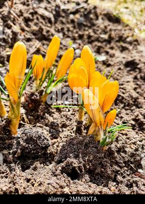 Prato primaverile prima fioritura montagna giallo crocus verdi lame di erba prato di zafferano primo piano. Petali aperti fiori viola con stami gialli Foto Stock