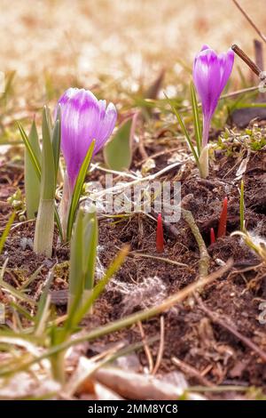 Prato primaverile prima fioritura montagna croci viola fili verdi di erba prato di zafferano primo piano. Petali aperti fiori viola con stami gialli Foto Stock