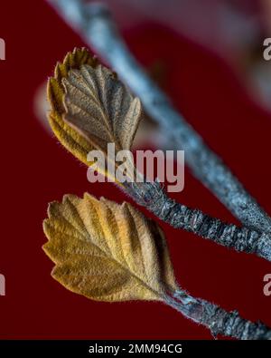 Mogano Alderleaf Mountain con foglie autunnali marroni con bordi a dente di sega sugli steli. Foto Stock