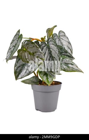 Pianta esotica in vaso 'Philodendron Brandtianum' con motivo in argento sulle foglie su sfondo bianco Foto Stock