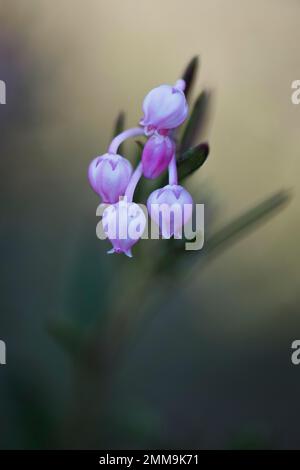 Bog rosemary (Andromeda polifolia), Emsland, Bassa Sassonia, Germania Foto Stock