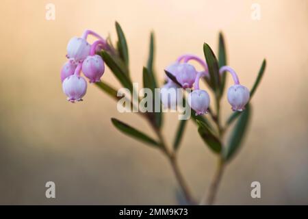 Bog rosemary (Andromeda polifolia), Emsland, Bassa Sassonia, Germania Foto Stock