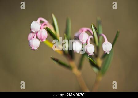 Bog rosemary (Andromeda polifolia), Emsland, Bassa Sassonia, Germania Foto Stock