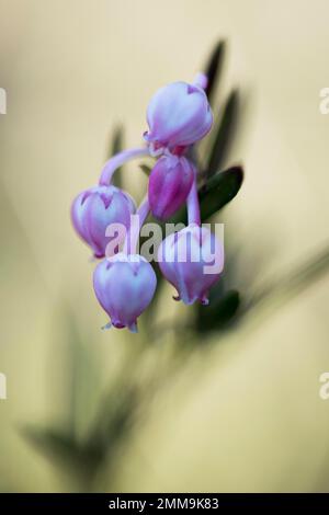 Bog rosemary (Andromeda polifolia), Emsland, Bassa Sassonia, Germania Foto Stock