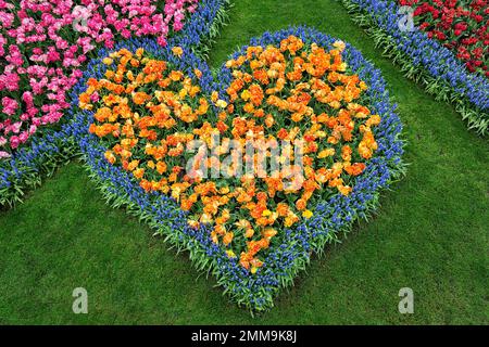 Cuore, letto con tulipani (Tulipa) e giacinti d'uva (Muscari), vista dall'alto, Giardini Keukenhof, Lisse, Bollenstreek, Olanda del Sud, Paesi Bassi Foto Stock