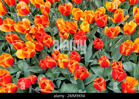 Tulipani arancioni (Tulipa) in un letto, vista dall'alto, Giardini Keukenhof, Lisse, Bollenstreek, Olanda del Sud, Paesi Bassi Foto Stock