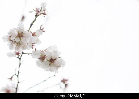 primo piano fiori di mandorla. Foto ad alta risoluzione Foto Stock