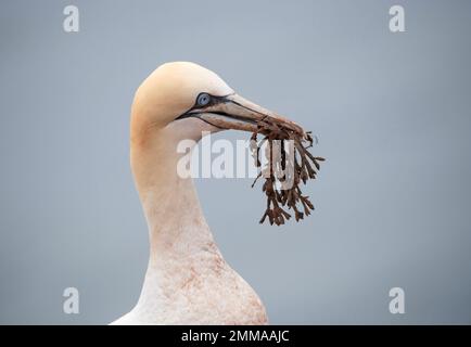 Gannet settentrionale (Morus fagianus), con alghe come materiale di nidificazione, Helgoland, Schleswig-Holstein, Germania Foto Stock