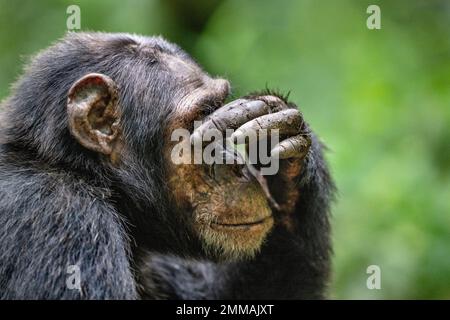 Uno scimpanzé sembra coprire i suoi occhi con la sua mano, seduto in basso tra la foresta pluviale. Immagine catturata nella foresta pluviale di Kibale, Uganda occidentale. Foto Stock