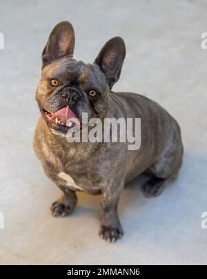 6 anni Brindle Frenchie maschio ansimante. Patio in cemento nella California settentrionale. Foto Stock