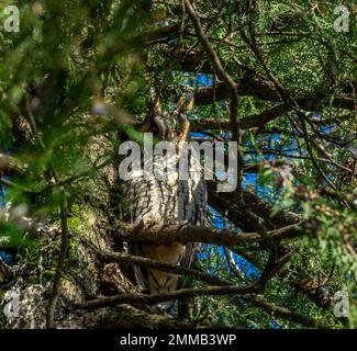 Gufo dalle orecchie lunghe su pino Foto Stock