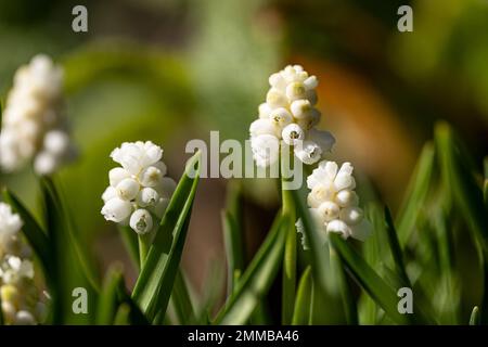 Primo piano di diversi giacinti di uva bianca su sfondo verde sfocato Foto Stock