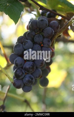 4m Vineyards & Farms è una fonte Missouri per l'uva da vino. St James, Missouri, USA è il coltivatore di centesimi di acri di canne da uva del Missouri. Foto Stock