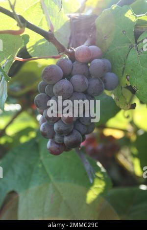 4m Vineyards & Farms è una fonte Missouri per l'uva da vino. St James, Missouri, USA è il coltivatore di centesimi di acri di canne da uva del Missouri. Foto Stock