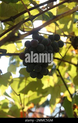 4m Vineyards & Farms è una fonte Missouri per l'uva da vino. St James, Missouri, USA è il coltivatore di centesimi di acri di canne da uva del Missouri. Foto Stock