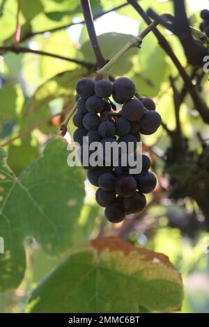 4m Vineyards & Farms è una fonte Missouri per l'uva da vino. St James, Missouri, USA è il coltivatore di centesimi di acri di canne da uva del Missouri. Foto Stock