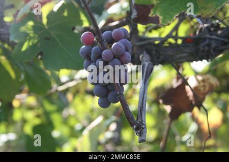 4m Vineyards & Farms è una fonte Missouri per l'uva da vino. St James, Missouri, USA è il coltivatore di centesimi di acri di canne da uva del Missouri. Foto Stock