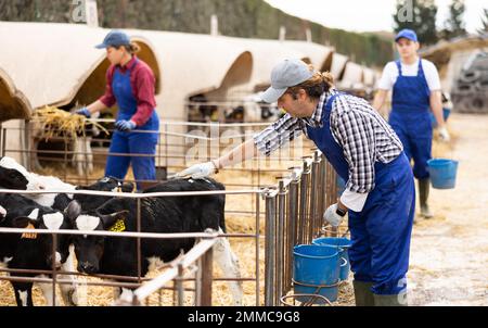 Coltivatore maschio di mezza età positivo in vitelli a carpine uniformi con etichette auricolari in stalla in allevamento Foto Stock