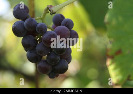 4m Vineyards & Farms è una fonte Missouri per l'uva da vino. St James, Missouri, USA è il coltivatore di centesimi di acri di canne da uva del Missouri. Foto Stock