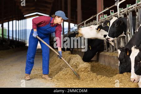 Ha concentrato l'attività di agricoltore europeo in tute, organizzando fieno e nutrendo mucche mentre lavorava in allevamento in stalla Foto Stock