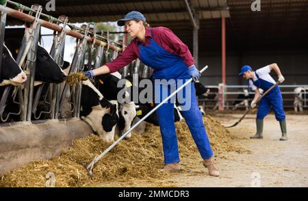 Ha concentrato l'attività di agricoltore europeo in tute, organizzando fieno e nutrendo mucche mentre lavorava in allevamento in stalla Foto Stock