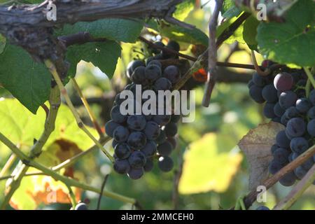 4m Vineyards & Farms è una fonte Missouri per l'uva da vino. St James, Missouri, USA è il coltivatore di centesimi di acri di canne da uva del Missouri. Foto Stock