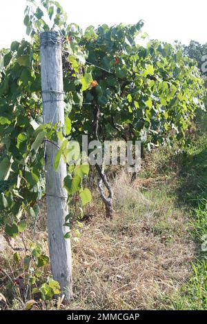 4m Vineyards & Farms è una fonte Missouri per l'uva da vino. St James, Missouri, USA è il coltivatore di centesimi di acri di canne da uva del Missouri. Foto Stock