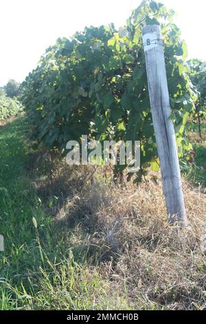 4m Vineyards & Farms è una fonte Missouri per l'uva da vino. St James, Missouri, USA è il coltivatore di centesimi di acri di canne da uva del Missouri. Foto Stock