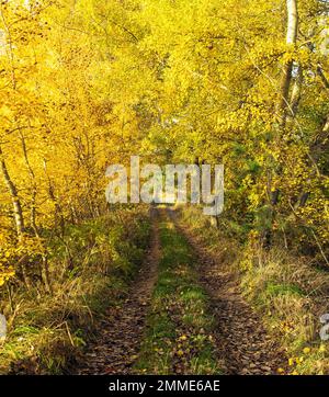 Sentiero forestale nel boschetto di aspen, in latino Populus tremula, chiamato come commo, eurasiatico o europeo aspen o aquaking aspen, panorama autunnale Foto Stock