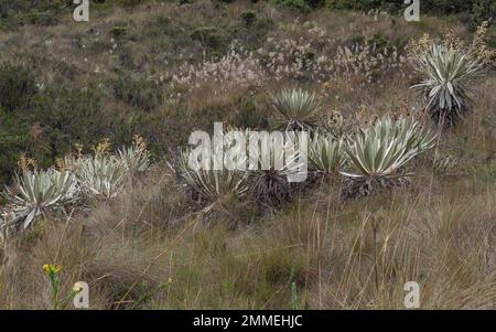 Un gruppo di piante di Espeletia o di fragilejones alla montagna colombiana di paramo Foto Stock