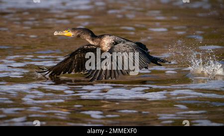 Doppio di cormorani crestato di prendere il volo Foto Stock