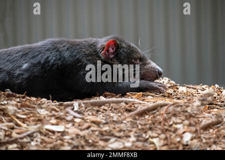 Diavolo della Tasmania (Sarcophilus harrisii) in uno zoo di Sydney, NSW Australia (Foto di Tara Chand Malhotra) Foto Stock