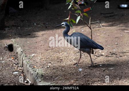 Heron di faccia bianca (Egretta novaehollandiae) in un Parco Naturale a Sydney, NSW, Australia (Foto di Tara Chand Malhotra) Foto Stock