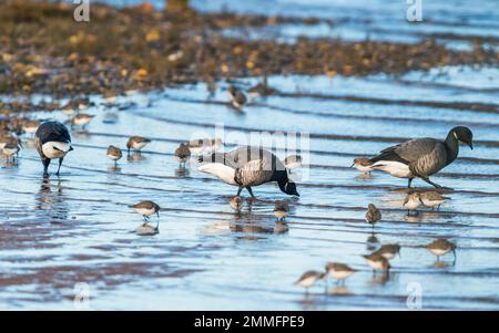 Brent Goose, Branta bernicla - oche nell'ambiente durante la migrazione invernale Foto Stock