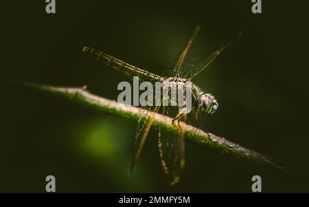 Bella di natura, Una libellula su un ramo di albero e la palude sfondo sfocato, Macro scatti, insetto in Thailandia. Foto Stock