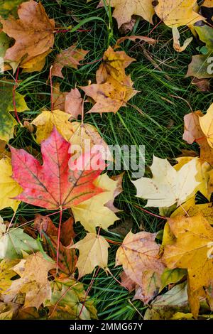 La consistenza delle foglie rosse e gialle autunnali giacciono sull'erba verde fresca e umida. Foto Stock