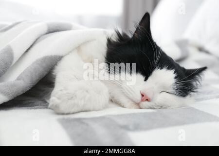 Carino gatto rilassante a letto. Un animale domestico delizioso Foto Stock