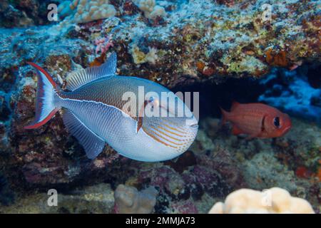 Il triggerfish blu-fiancheggiato, Xanthichthys caeruleolineatus, è visto molto raramente intorno alle isole principali, Hawaii. Foto Stock