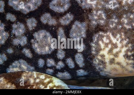 La pelle di squalo è composta da squame placoidi, anche chiamati denticoli dermici. Questo uno sguardo attento alle piccole strutture simili a denti che danno la pelle degli squali a. Foto Stock