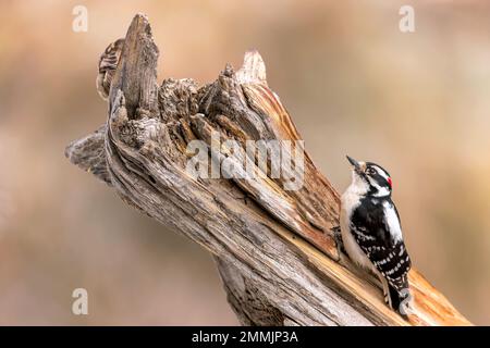 Un Woodpecker Downy si appella su un log rovinato. Foto Stock