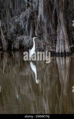 Grande Egret bianco tra gli alberi di cipresso a Caddo Lake, Texas Foto Stock