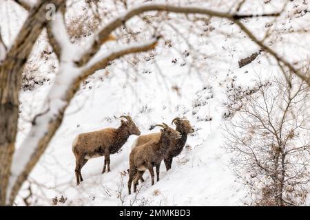 Rocky Mountain Bighorn Sheep in the Snow (Ovis canadensis) in Clear Creek Canyon al di fuori delle cime per Plains Trail - vicino a Golden, Colorado, Stati Uniti Foto Stock