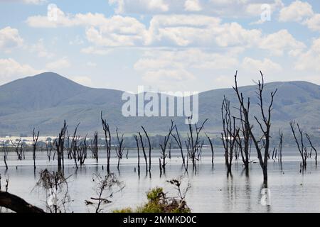 Alberi morti nel lago Navaisha Foto Stock