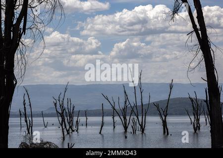 Alberi morti nel lago Navaisha Foto Stock