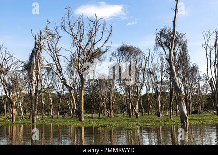 Alberi nel lago Navaisha Foto Stock