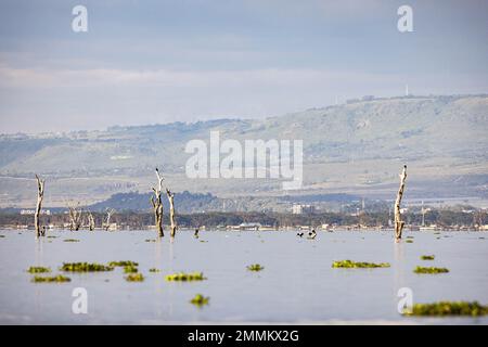 Alberi nel lago Navaisha Foto Stock